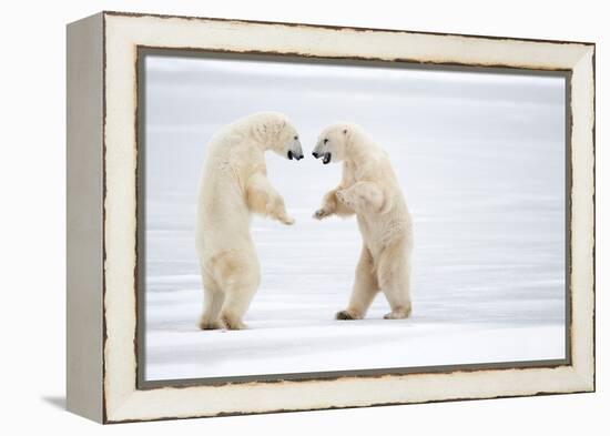 Male Polar bears standing on hind legs, Churchill, Canada-Danny Green-Framed Premier Image Canvas