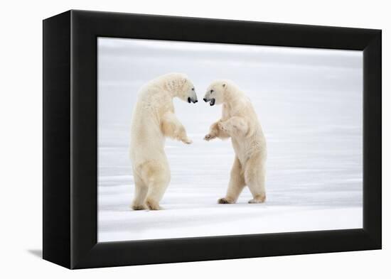 Male Polar bears standing on hind legs, Churchill, Canada-Danny Green-Framed Premier Image Canvas