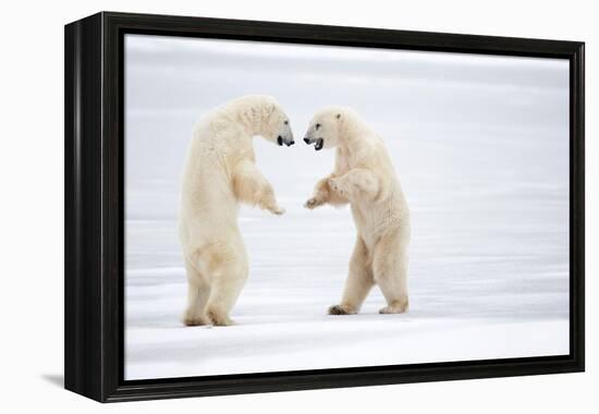 Male Polar bears standing on hind legs, Churchill, Canada-Danny Green-Framed Premier Image Canvas