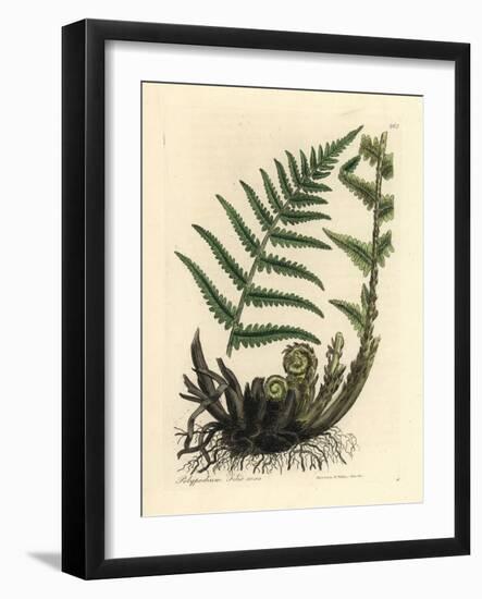 Male Polypody Fern, Polypodium Filix Mas-James Sowerby-Framed Giclee Print