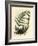Male Polypody Fern, Polypodium Filix Mas-James Sowerby-Framed Giclee Print