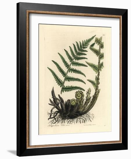 Male Polypody Fern, Polypodium Filix Mas-James Sowerby-Framed Giclee Print