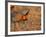 Male Prairie Chickens at Lek in Loup County, Nebraska, USA-Chuck Haney-Framed Photographic Print