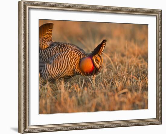 Male Prairie Chickens at Lek in Loup County, Nebraska, USA-Chuck Haney-Framed Photographic Print