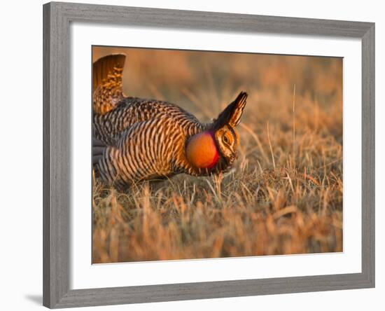 Male Prairie Chickens at Lek in Loup County, Nebraska, USA-Chuck Haney-Framed Photographic Print