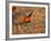 Male Prairie Chickens at Lek in Loup County, Nebraska, USA-Chuck Haney-Framed Photographic Print