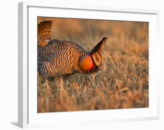 Male Prairie Chickens at Lek in Loup County, Nebraska, USA-Chuck Haney-Framed Photographic Print