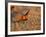 Male Prairie Chickens at Lek in Loup County, Nebraska, USA-Chuck Haney-Framed Photographic Print