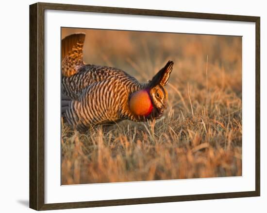 Male Prairie Chickens at Lek in Loup County, Nebraska, USA-Chuck Haney-Framed Photographic Print