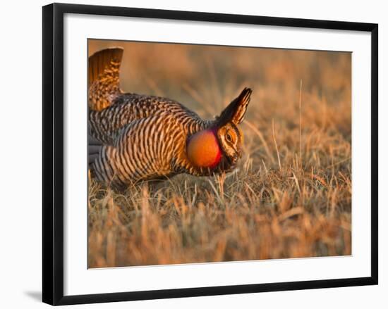 Male Prairie Chickens at Lek in Loup County, Nebraska, USA-Chuck Haney-Framed Photographic Print