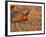 Male Prairie Chickens at Lek in Loup County, Nebraska, USA-Chuck Haney-Framed Photographic Print