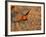 Male Prairie Chickens at Lek in Loup County, Nebraska, USA-Chuck Haney-Framed Photographic Print