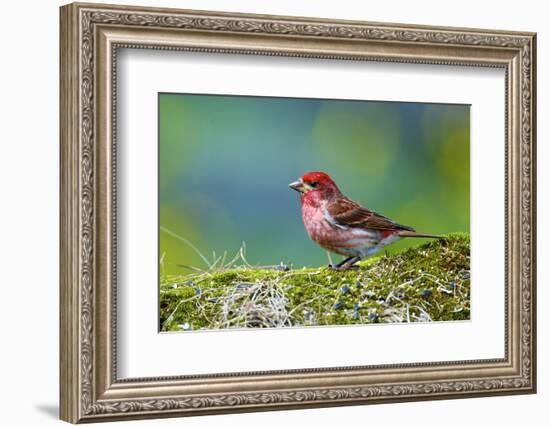 Male Purple Finch-Richard Wright-Framed Photographic Print