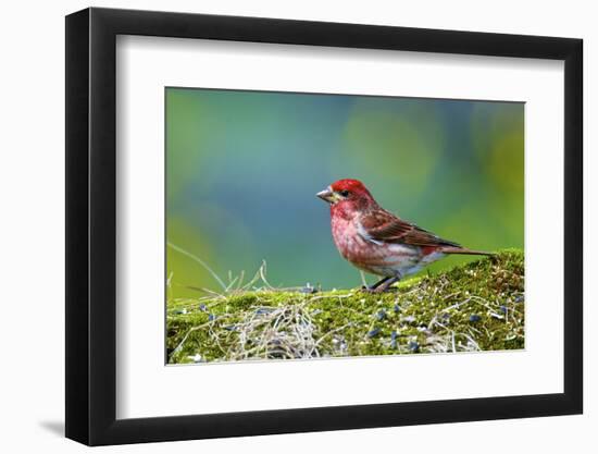 Male Purple Finch-Richard Wright-Framed Photographic Print