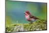 Male Purple Finch-Richard Wright-Mounted Photographic Print