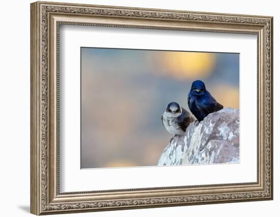 Male Purple martins perched on rock, Sea of Cortez, Mexico-Claudio Contreras-Framed Photographic Print