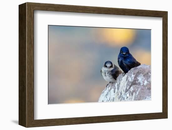 Male Purple martins perched on rock, Sea of Cortez, Mexico-Claudio Contreras-Framed Photographic Print