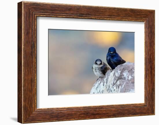 Male Purple martins perched on rock, Sea of Cortez, Mexico-Claudio Contreras-Framed Photographic Print