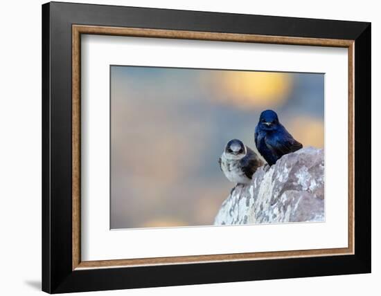 Male Purple martins perched on rock, Sea of Cortez, Mexico-Claudio Contreras-Framed Photographic Print