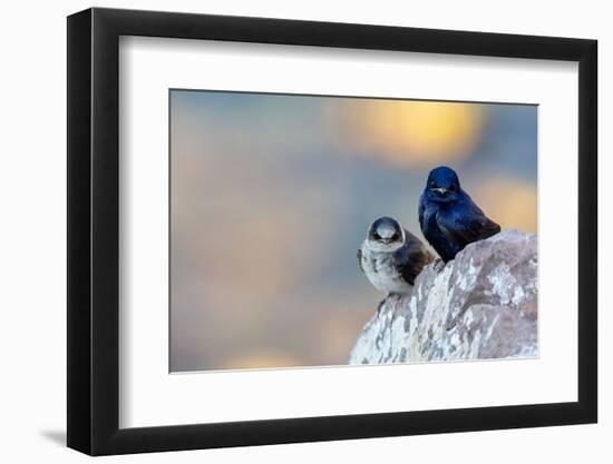 Male Purple martins perched on rock, Sea of Cortez, Mexico-Claudio Contreras-Framed Photographic Print