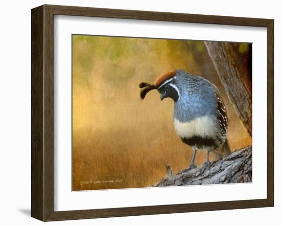 Male Quail-Chris Vest-Framed Art Print