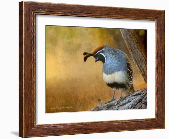 Male Quail-Chris Vest-Framed Art Print