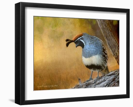 Male Quail-Chris Vest-Framed Art Print