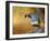 Male Quail-Chris Vest-Framed Art Print