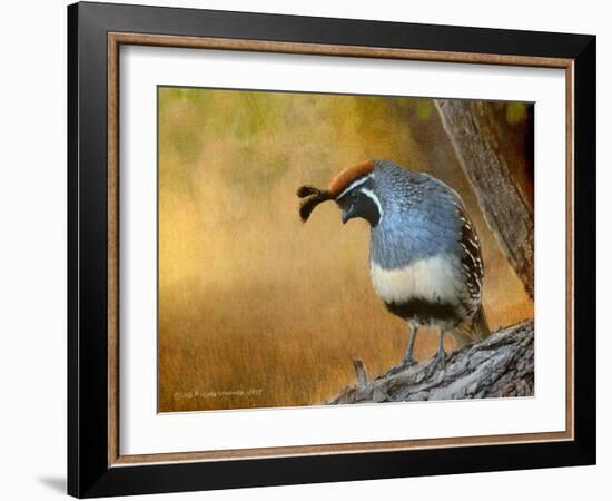 Male Quail-Chris Vest-Framed Art Print