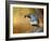 Male Quail-Chris Vest-Framed Art Print