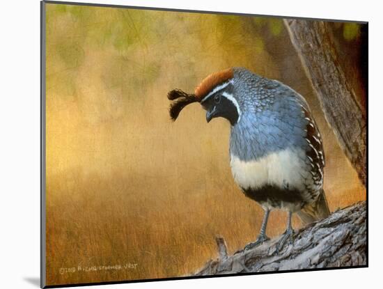 Male Quail-Chris Vest-Mounted Art Print