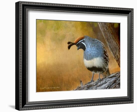 Male Quail-Chris Vest-Framed Art Print