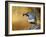 Male Quail-Chris Vest-Framed Art Print