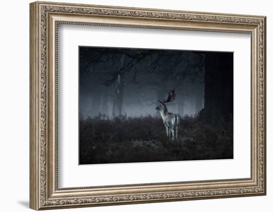 Male Red Deer Stag, Cervus Elaphus, in London's Richmond Park-Alex Saberi-Framed Photographic Print