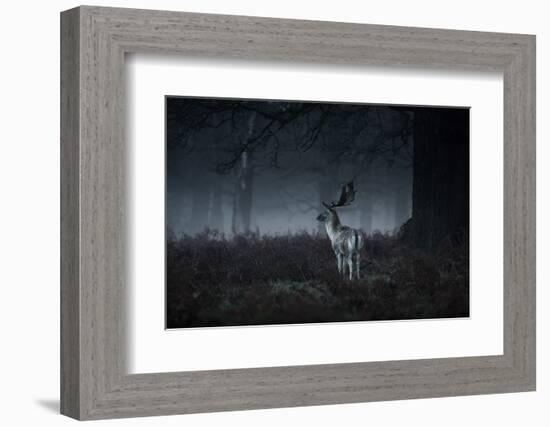 Male Red Deer Stag, Cervus Elaphus, in London's Richmond Park-Alex Saberi-Framed Photographic Print