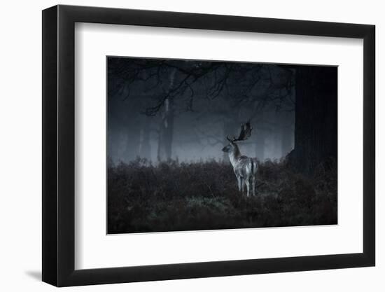 Male Red Deer Stag, Cervus Elaphus, in London's Richmond Park-Alex Saberi-Framed Photographic Print