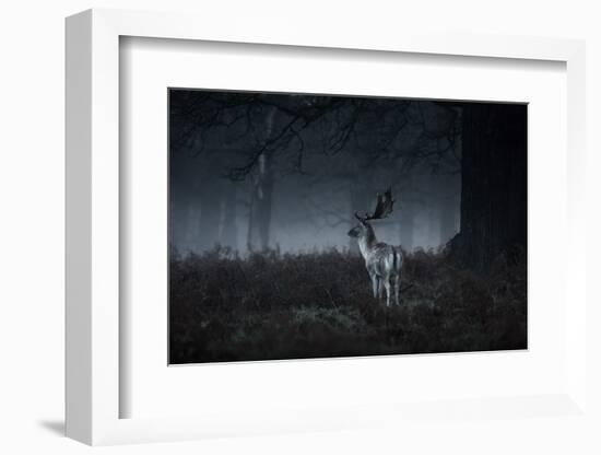 Male Red Deer Stag, Cervus Elaphus, in London's Richmond Park-Alex Saberi-Framed Photographic Print