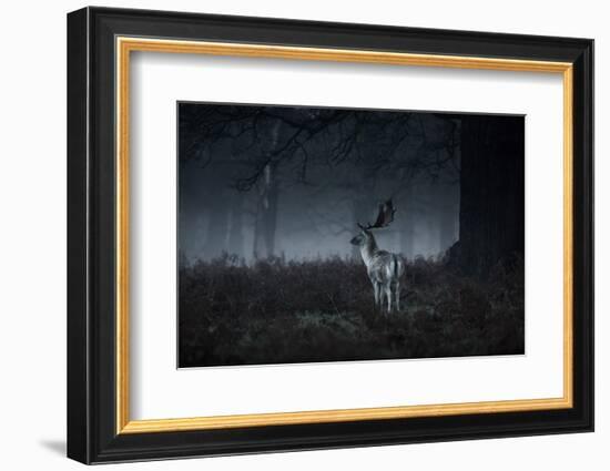 Male Red Deer Stag, Cervus Elaphus, in London's Richmond Park-Alex Saberi-Framed Photographic Print