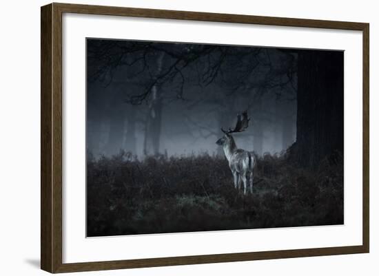 Male Red Deer Stag, Cervus Elaphus, in London's Richmond Park-Alex Saberi-Framed Photographic Print