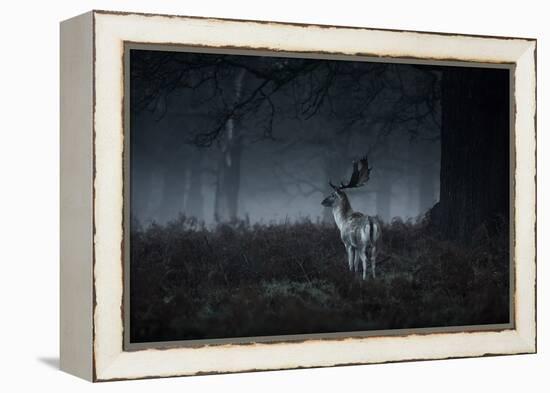 Male Red Deer Stag, Cervus Elaphus, in London's Richmond Park-Alex Saberi-Framed Premier Image Canvas