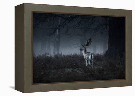 Male Red Deer Stag, Cervus Elaphus, in London's Richmond Park-Alex Saberi-Framed Premier Image Canvas