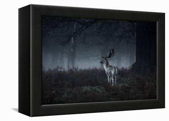 Male Red Deer Stag, Cervus Elaphus, in London's Richmond Park-Alex Saberi-Framed Premier Image Canvas