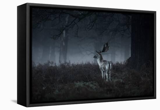 Male Red Deer Stag, Cervus Elaphus, in London's Richmond Park-Alex Saberi-Framed Premier Image Canvas