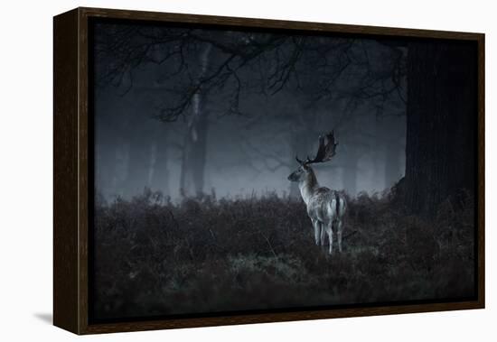 Male Red Deer Stag, Cervus Elaphus, in London's Richmond Park-Alex Saberi-Framed Premier Image Canvas