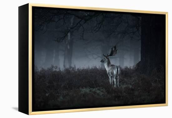 Male Red Deer Stag, Cervus Elaphus, in London's Richmond Park-Alex Saberi-Framed Premier Image Canvas