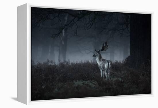 Male Red Deer Stag, Cervus Elaphus, in London's Richmond Park-Alex Saberi-Framed Premier Image Canvas