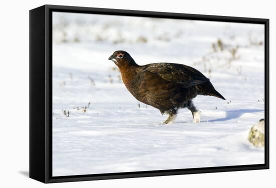 Male Red Grouse In Snow-Duncan Shaw-Framed Premier Image Canvas