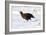 Male Red Grouse In Snow-Duncan Shaw-Framed Photographic Print
