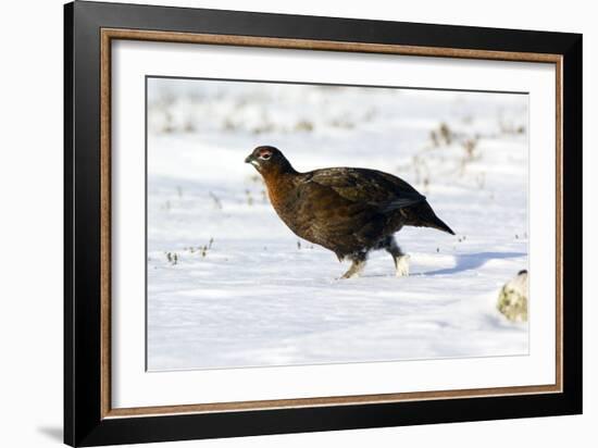 Male Red Grouse In Snow-Duncan Shaw-Framed Photographic Print