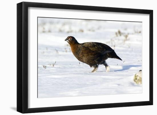 Male Red Grouse In Snow-Duncan Shaw-Framed Photographic Print